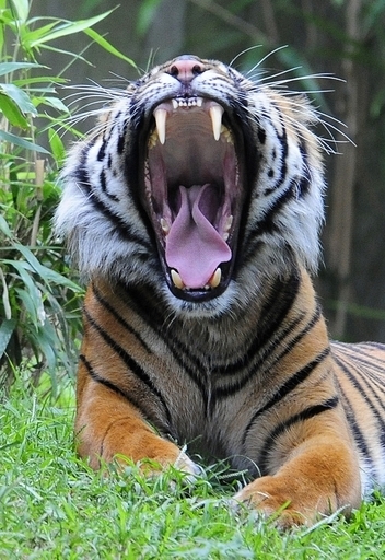 92歳のトラ密猟者を拘束、インドネシア