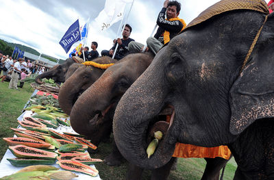 馬じゃなくてゾウだけど…ポロ、タイ