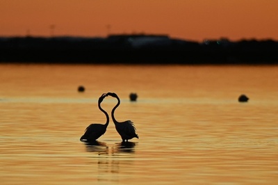 【今日の1枚】水辺に映るフラミンゴのシルエット  フランス