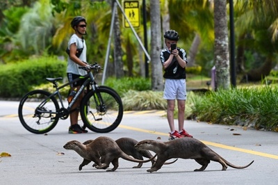 【今日の1枚】カワウソ一家のお通りだ