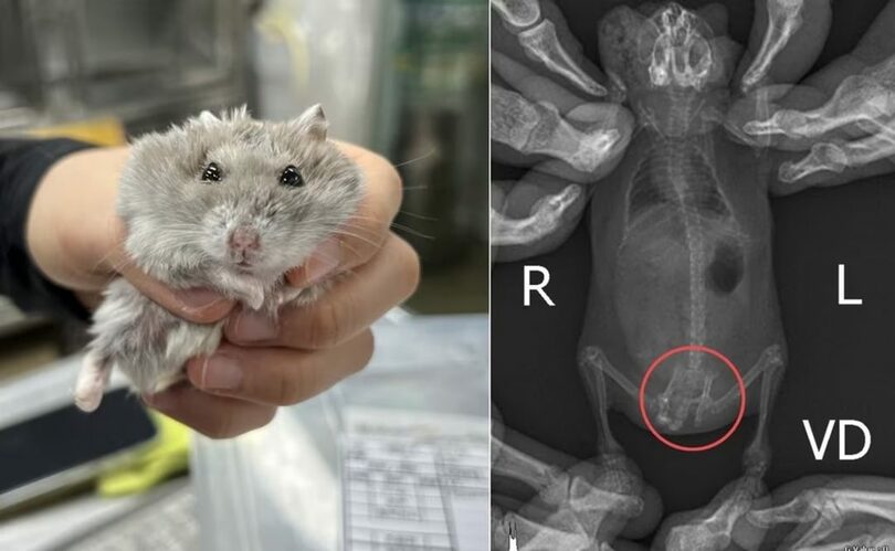 骨折や眼球損傷など虐待被害を受けたハムスター＝動物自由連帯提供(c)news1