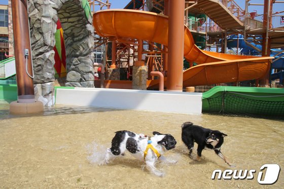 ロッテウォーターパークで走って遊んでいるペット犬（ロッテウォーパーパーク提供）(c)news1