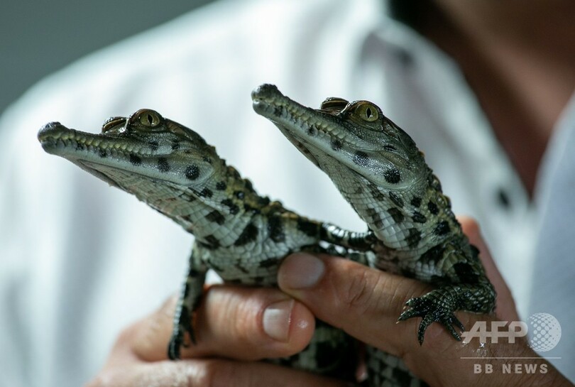 元気に育て 絶滅危惧種のワニの赤ちゃん 仏動物園が公開 写真8枚 国際ニュース Afpbb News