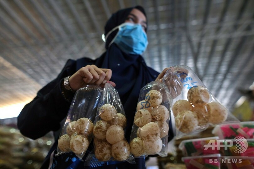 マレーシアのウミガメ産卵地、繁殖目指し卵の取引全面禁止へ