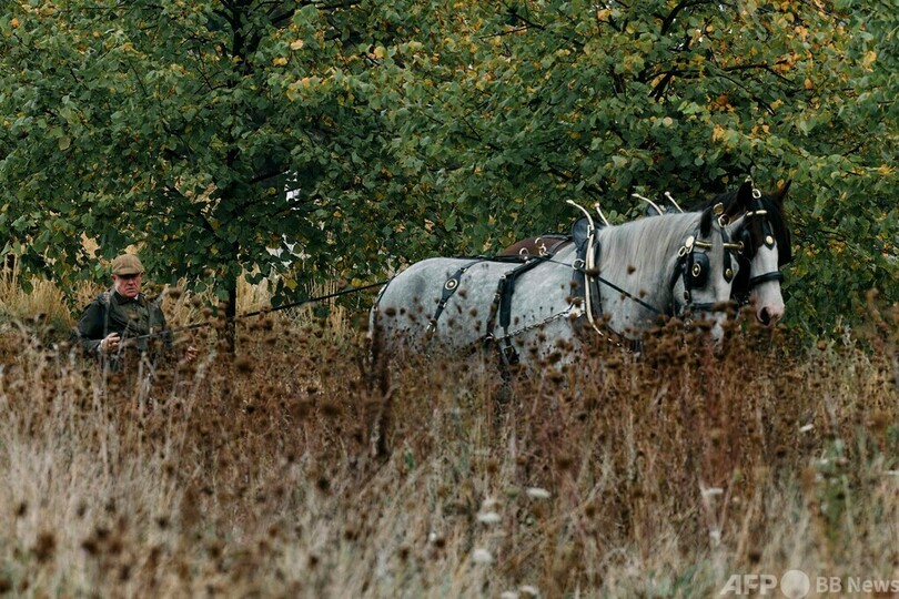 英ケンジントン宮殿の草刈りは馬にお任せ 持続可能な伝統手法