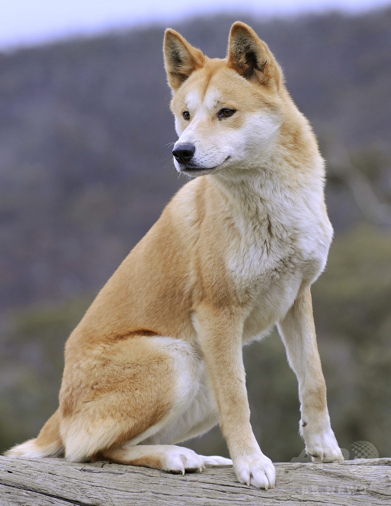 野生犬ディンゴが娘を連れ去り 無実の罪きせられた父が死去 豪 写真1枚 国際ニュース Afpbb News