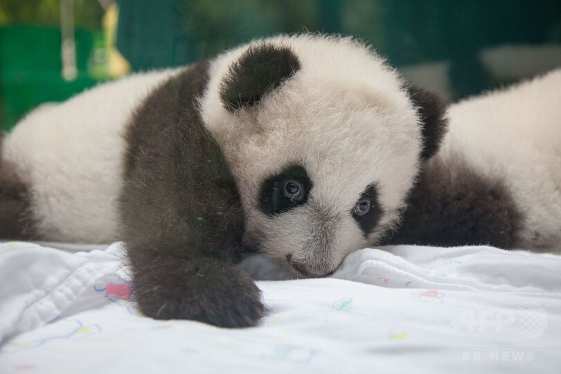 「奇跡」の三つ子パンダ、生後100日目で一般公開 中国