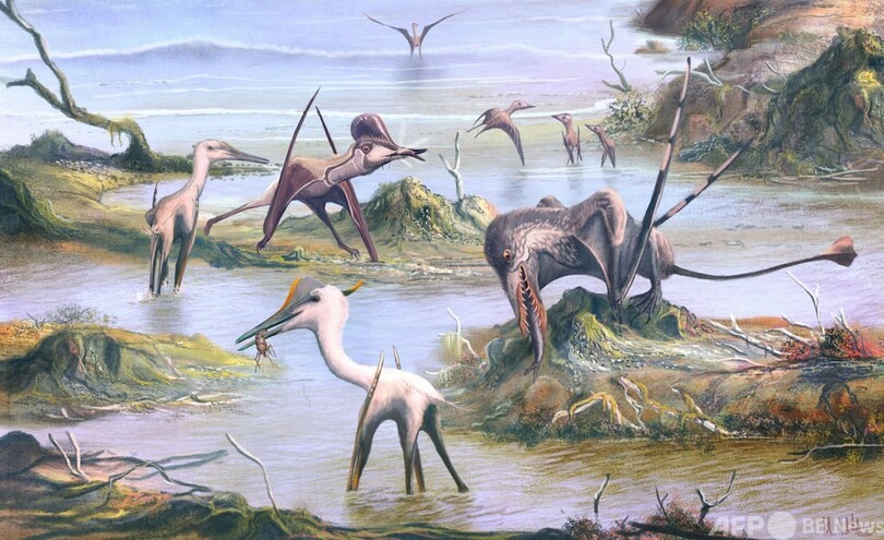 翼竜の食性変化 初期鳥類との競争で加速か 英研究 写真1枚 国際ニュース Afpbb News