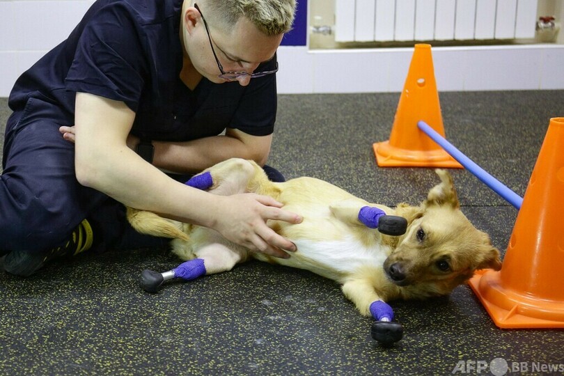  足4本切断された保護犬に義足、費用はクラウドファンディング ロシア