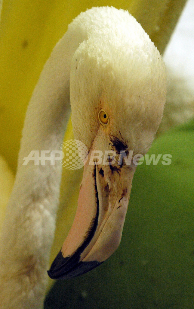 推定年齢75歳のフラミンゴ 若者に襲撃され重傷 オーストラリア 写真3枚 国際ニュース Afpbb News