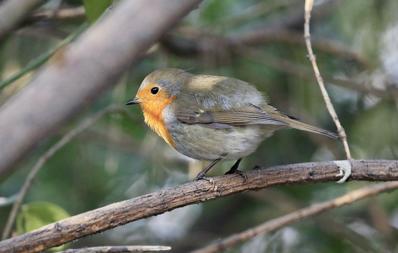 珍しいヨーロッパコマドリが飛来 北京市 写真3枚 国際ニュース：AFPBB News