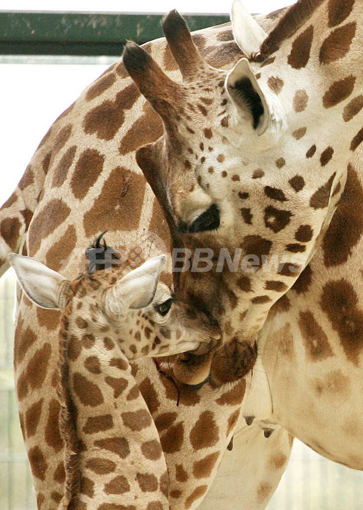 キリンの親子は仲良しこよし ベルリンの動物園で 写真5枚 国際ニュース Afpbb News