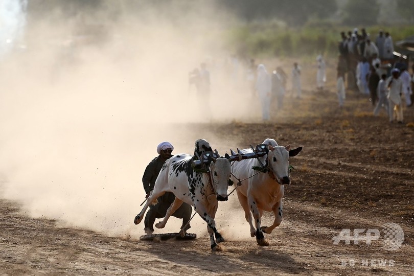 あふれる躍動感 パキスタン伝統の雄牛レース 写真16枚 国際ニュース Afpbb News