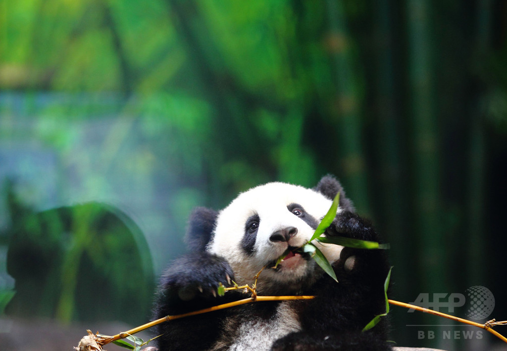 中国のパンダ、個体数回復も生息地は縮小 局所的絶滅の恐れも 研究 中国のパンダ、個体数回復も生息地は縮小 局所的絶滅の恐れも 研究