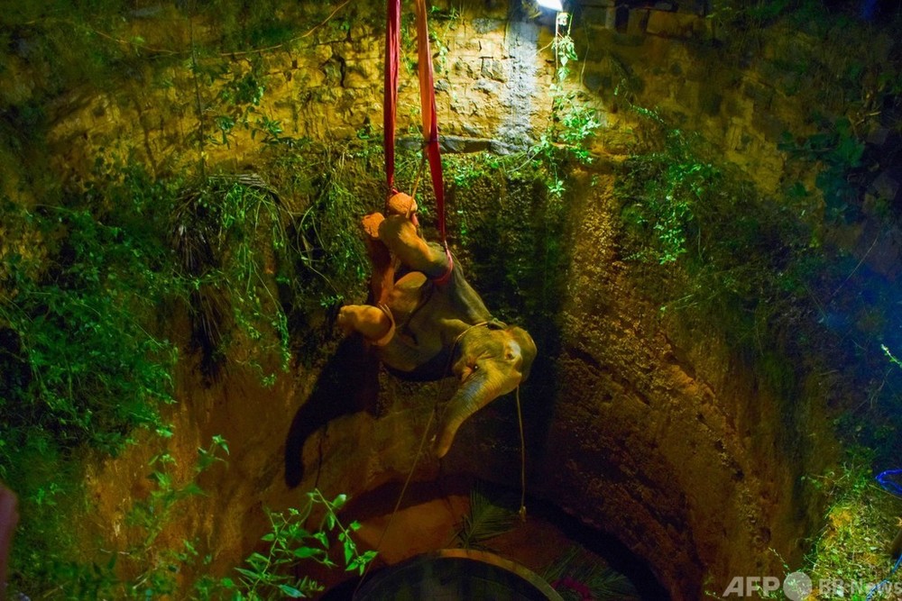 クレーンで無事救出、井戸に落ちた野生ゾウ インド
