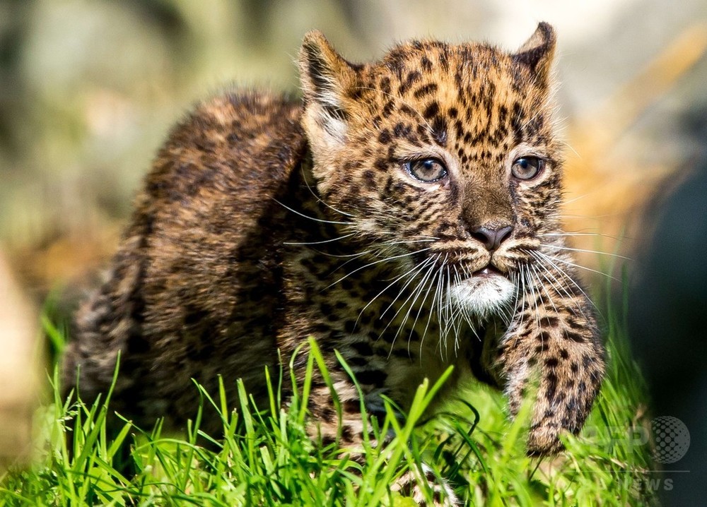 生後2か月、スリランカヒョウのきょうだい 写真5枚 国際ニュース