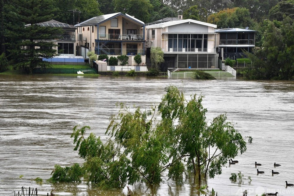豪シドニー周辺に「毒グモ警報」 洪水で民家に避難の恐れ