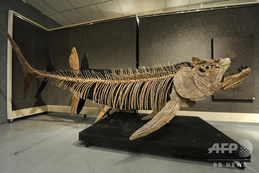 7000万年前の巨大魚化石、アルゼンチンで発見 全長6メートル超 写真1枚 ...