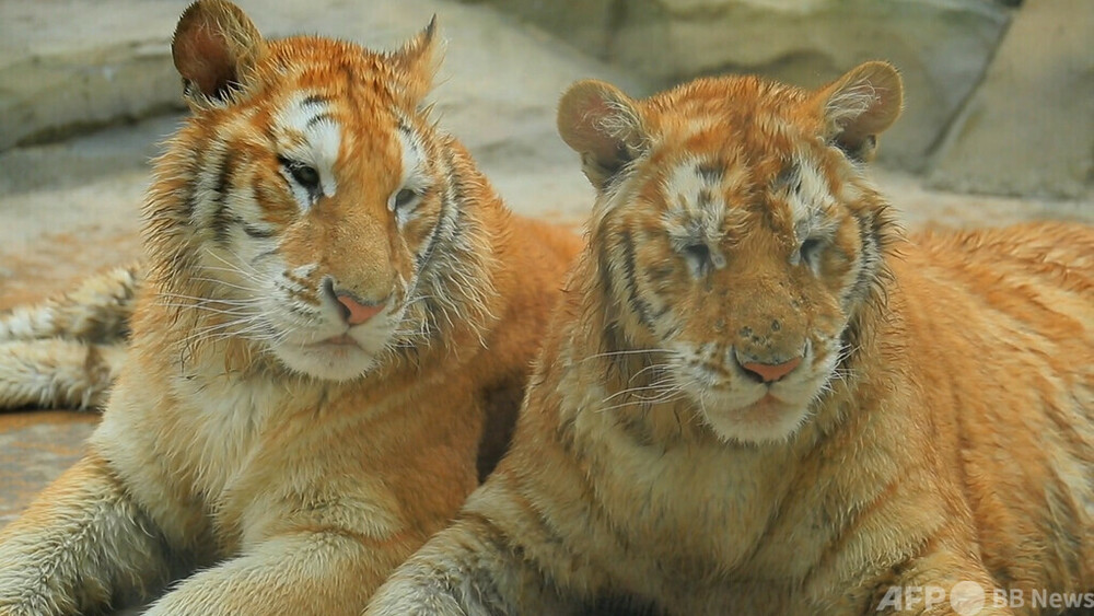 動画 寅年に 金虎 がデビュー パンダより希少 中国の動物園 写真1枚 国際ニュース Afpbb News