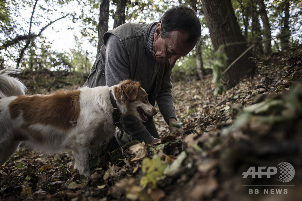 トリュフ犬の養成学校 犬にとってはゲーム感覚 伊 写真10枚 国際ニュース Afpbb News