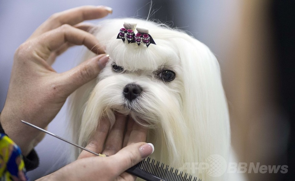 本番前にちょっと緊張？ベルリンで国際ドッグショー