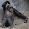 ドイツ北部オスナブリュック（Osnabrueck）の動物園で、母親の膝に乗る赤ちゃんチンパンジー（2014年1月21日撮影）。(c)AFP/CARMEN JASPERSEN    