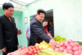 平壌にある野菜共同農場を視察する金正恩朝鮮労働党委員長。朝鮮中央通信配信（2015年6月30日配信、撮影日不明）。(c)AFP PHOTO / KCNA VIA KNS