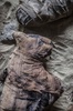 エジプトの古代都市サッカラの発掘現場で同国考古学チームが新たに発見した猫のミイラ（2018年11月10日撮影）。(c)KHALED DESOUKI / AFP