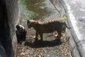 インド・ニューデリー（New Delhi）にある動物園で、ホワイトタイガーから身を守ろうとする男性（2014年9月23日撮影）。(c)AFP/DELHI POLICE