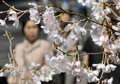 都内の上野公園（Ueno Park）で、桜の下を散策する人びと（2009年3月21日撮影）。(c)AFP/Toru YAMANAKA
