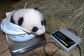 シェーンブルン動物園（Schoenbrunn Zoo）ではかりに乗せられる「フーフー（Fu Hu）」（2010年11月2日撮影）。(c)AFP