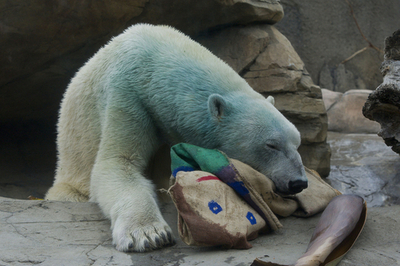 ちょっと「ブルー」なホッキョクグマ、米動物園の保護活動イベントの一環で