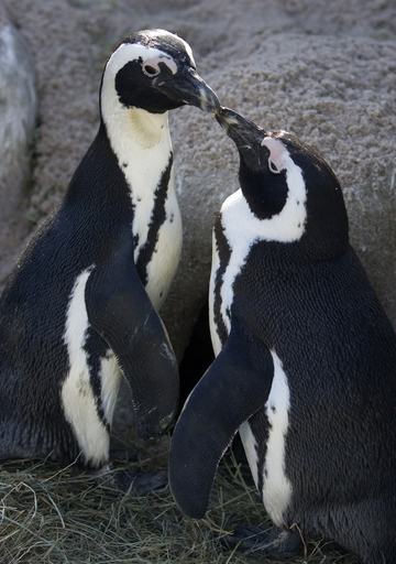 ペンギン誘拐事件? ドイツの遊園地で行方不明に