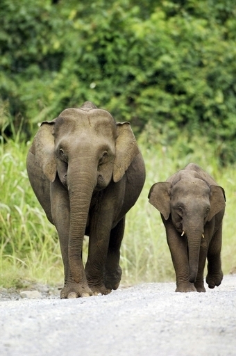 GPS発信器付き首輪でボルネオゾウ社会の本格調査