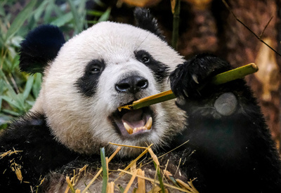 パンダの草食化示す「第6の指」 600万年前の化石で確認