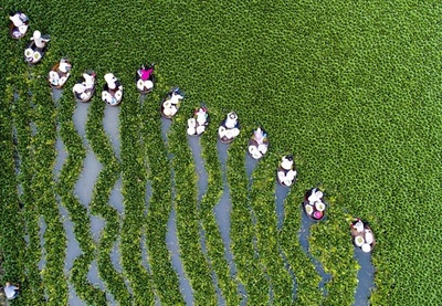 立秋のヒシの実摘み　江蘇