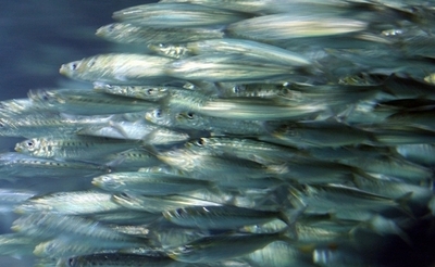 植物性プランクトンの減少で海の食物連鎖が崩壊する恐れ、研究成果