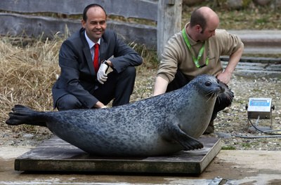 お行儀良く体重測定、独動物園のアザラシ
