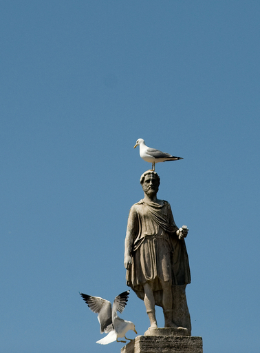 「やっぱりここが一番落ち着くなあ」、彫像の頭で一休みするカモメ