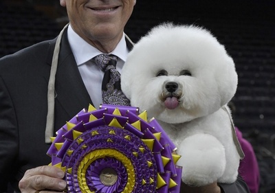 米伝統のドッグショー、今年はビションフリーゼに栄冠