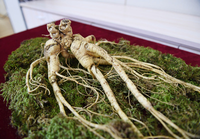 高麗人参は経済成長にも「効能」あり 世界最大の産地で振興プロジェクト 中国・吉林省