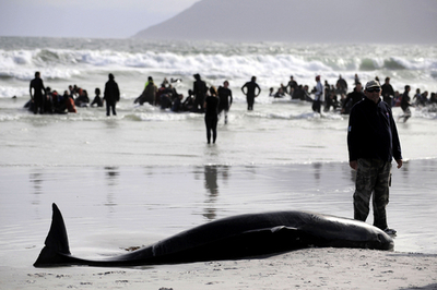 海岸に打ち上げられたクジラ、南アフリカ