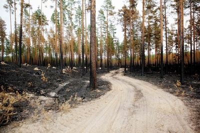 北半球各地で記録的熱波 北極圏で30度超を観測