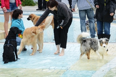 今日は貸し切り！プールで楽しむ犬たち 独バンベルク