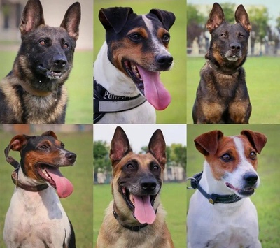 最強のワンちゃんが勢揃い！ 中国警察犬技能大会が6年ぶりに再開