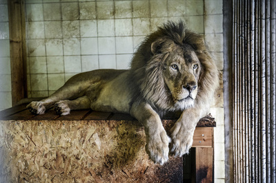 豪動物園でライオン2頭に襲われ飼育員重傷 新型コロナで休園中