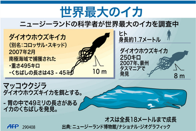 【図解】世界最大のイカ