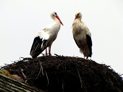 距離を超えた愛、1羽のコウノトリが証明