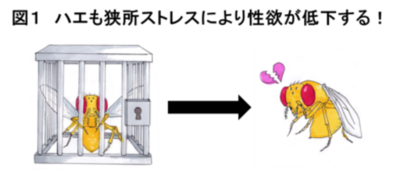 狭い部屋に閉じ込められるストレスにより オスの性欲が低下する仕組みを解明！