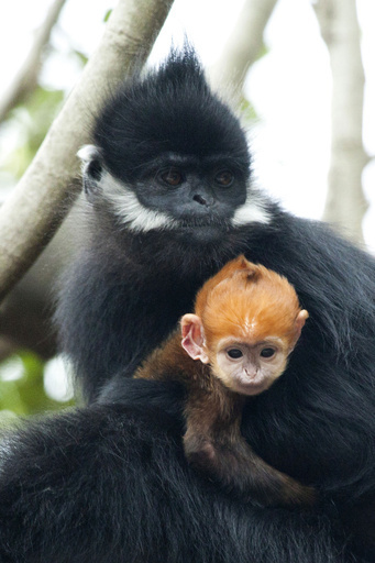 お母さんには似てない？ オレンジ色の赤ちゃんザル 豪